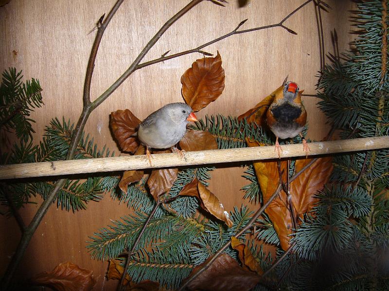 Mastholte 2008 138.jpg